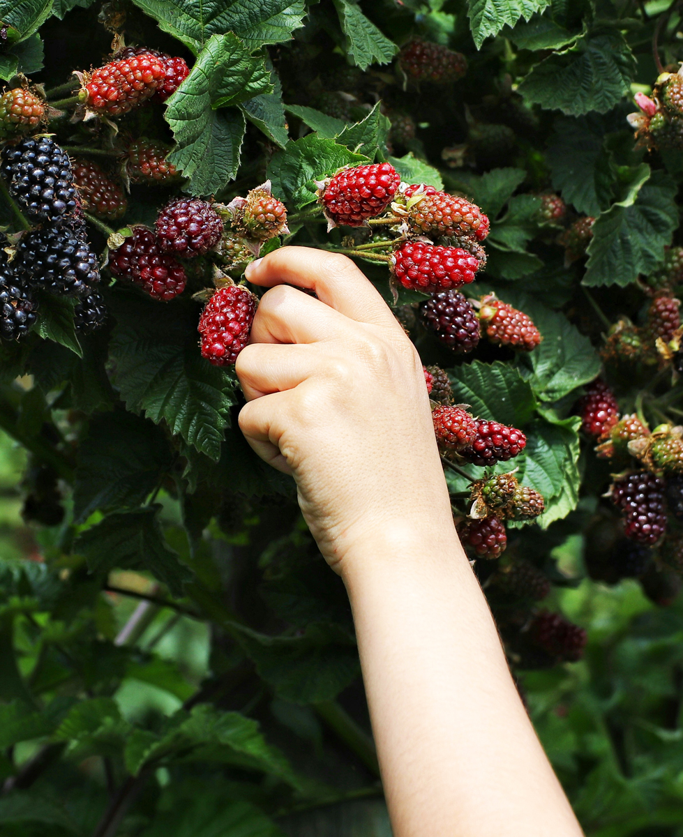 Corso Giardinaggio – Coltiva la tua felicità e la tua frutta! – 21 marzo