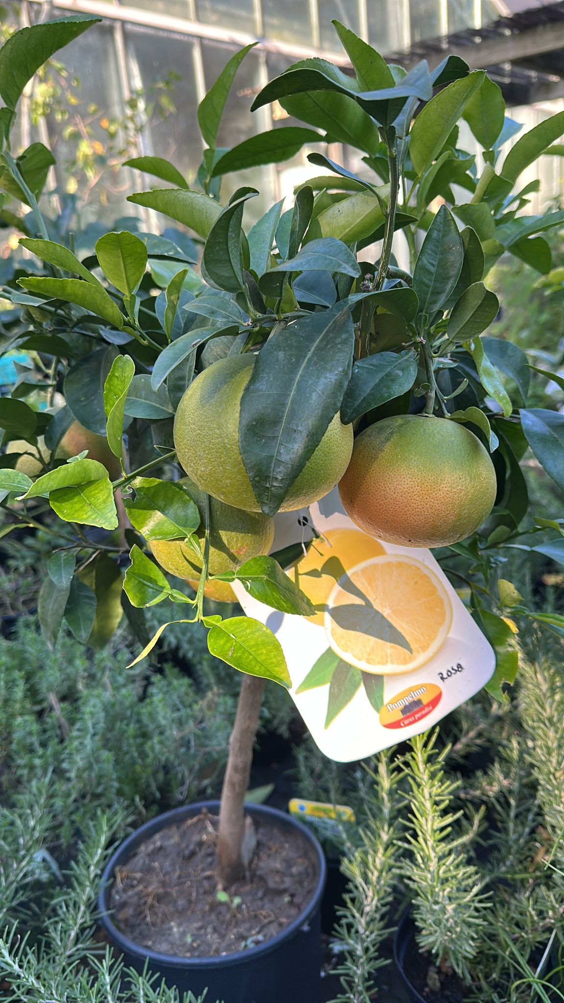 Corso Giardinaggio – Curiamo gli alberi da frutto! – 28 febbraio